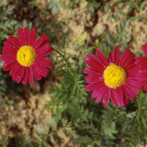 TANACETUM coccineum 'Robinson's Red' TANACETUM coccineum 'Robinson's Red'