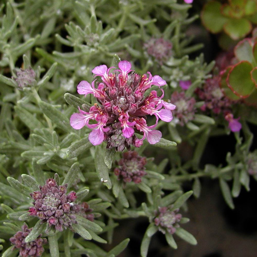 TEUCRIUM ackermerum TEUCRIUM ackermerum