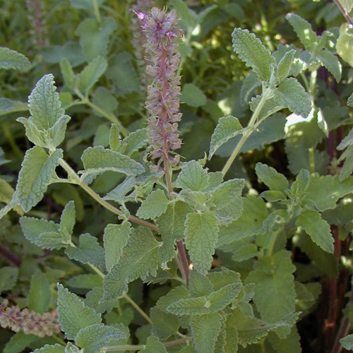 TEUCRIUM hyrcanicum 'Flowtime' TEUCRIUM hyrcanicum 'Flowtime'