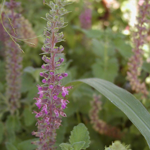 TEUCRIUM hyrcanicum 'Flowtime' TEUCRIUM hyrcanicum 'Flowtime'