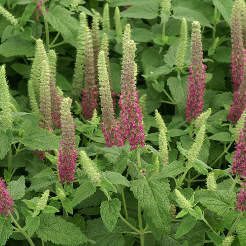 TEUCRIUM hyrcanicum 'Flowtime' TEUCRIUM hyrcanicum 'Flowtime'