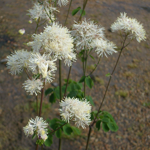 THALICTRUM aquilegifolium 'Album' THALICTRUM aquilegifolium 'Album'