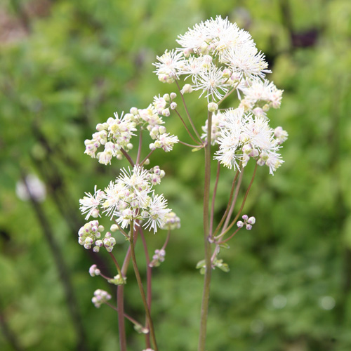 THALICTRUM aquilegifolium 'Album' THALICTRUM aquilegifolium 'Album'