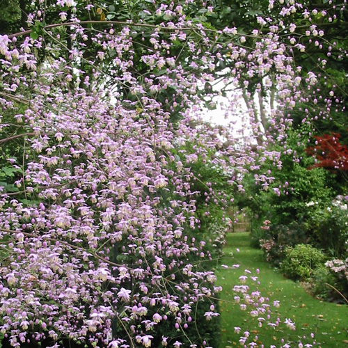 THALICTRUM delavayi THALICTRUM delavayi