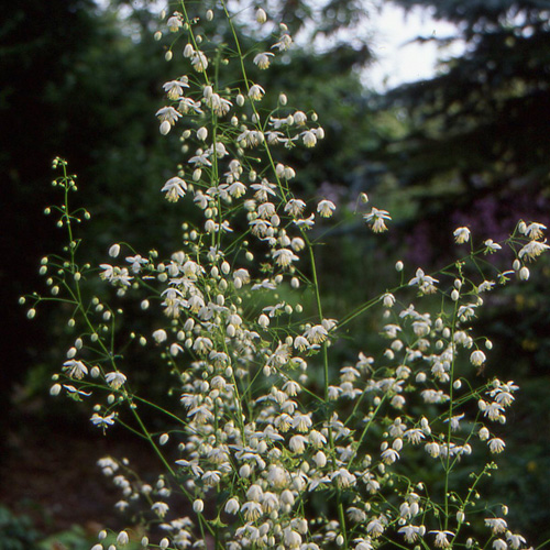 THALICTRUM delavayi 'Album' THALICTRUM delavayi 'Album'
