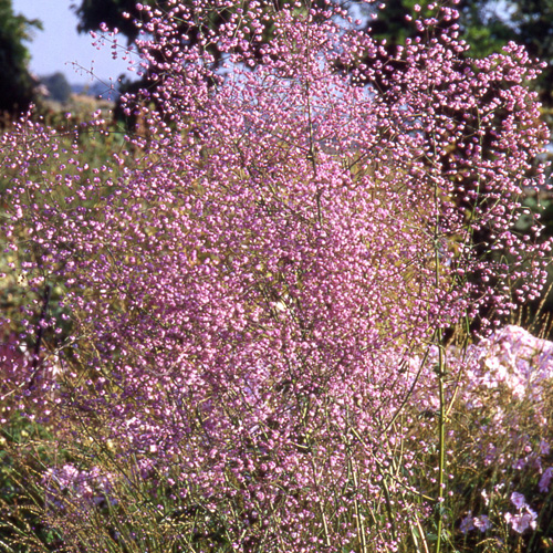 THALICTRUM delavayi 'Hewitt's Double' THALICTRUM delavayi 'Hewitt's Double'