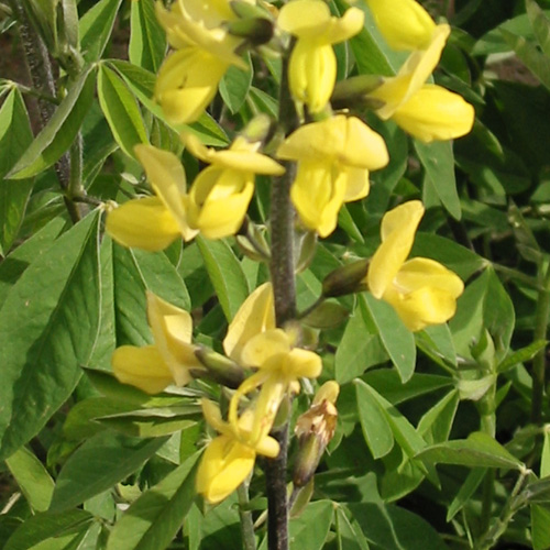 THERMOPSIS lanceolata THERMOPSIS lanceolata