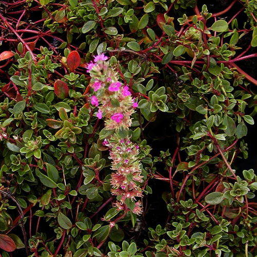 THYMUS praecox 'Coccineus' (T. serpyllum) THYMUS praecox 'Coccineus' (T. serpyllum)