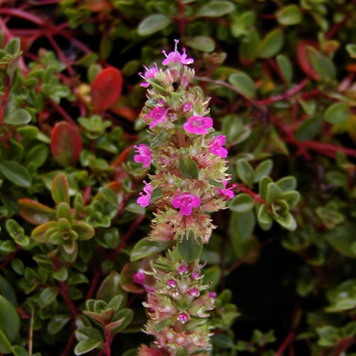 THYMUS praecox 'Coccineus' (T. serpyllum) THYMUS praecox 'Coccineus' (T. serpyllum)
