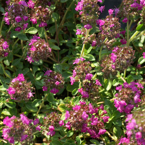 THYMUS praecox 'Coccineus' (T. serpyllum) THYMUS praecox 'Coccineus' (T. serpyllum)