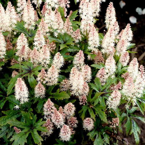 TIARELLA 'Pink Skyrocket' TIARELLA 'Pink Skyrocket'