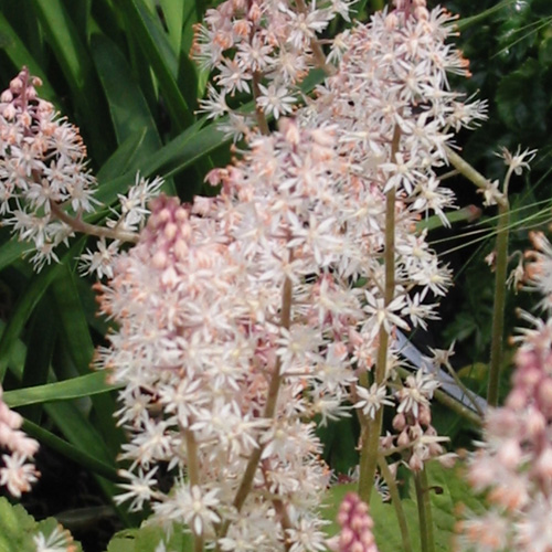 TIARELLA 'Tiger Stripe' TIARELLA 'Tiger Stripe'