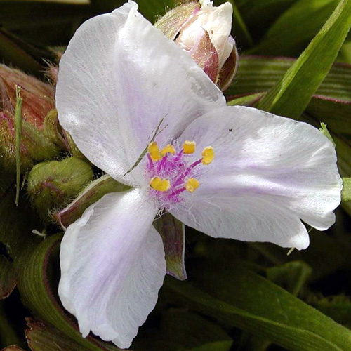 TRADESCANTIA 'Domaine de Courson' (Andersoniana) TRADESCANTIA 'Domaine de Courson' (Andersoniana)