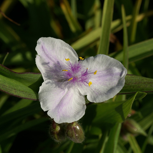 TRADESCANTIA 'Domaine de Courson' (Andersoniana) TRADESCANTIA 'Domaine de Courson' (Andersoniana)