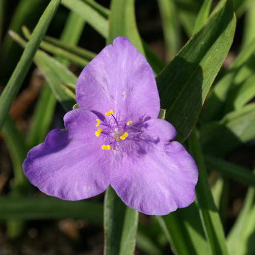 TRADESCANTIA 'J.C Weguelin' (Andersoniana Group) TRADESCANTIA 'J.C Weguelin' (Andersoniana Group)
