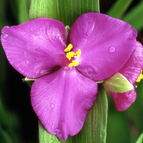 TRADESCANTIA 'Karminglut' (Andersoniana Group) TRADESCANTIA 'Karminglut' (Andersoniana Group)
