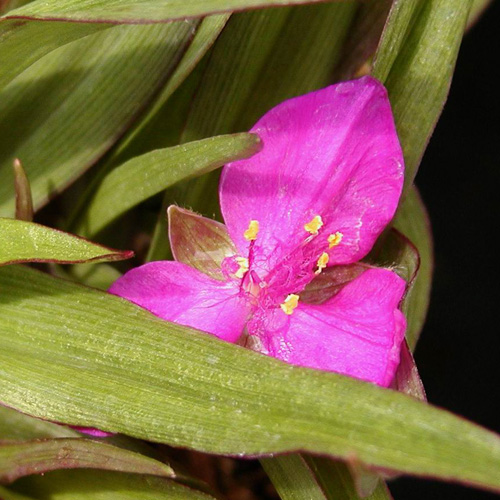 TRADESCANTIA 'Karminglut' (Andersoniana Group) TRADESCANTIA 'Karminglut' (Andersoniana Group)
