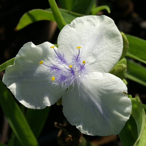 TRADESCANTIA 'Osprey' (Andersoniana Group) TRADESCANTIA 'Osprey' (Andersoniana Group)