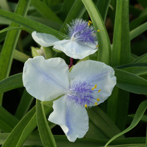TRADESCANTIA 'Osprey' (Andersoniana Group) TRADESCANTIA 'Osprey' (Andersoniana Group)