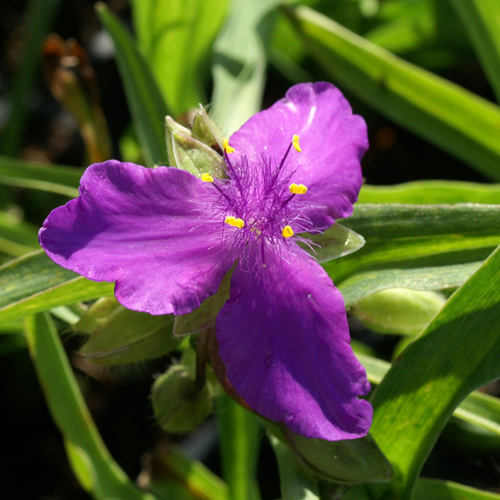 TRADESCANTIA 'Valour' (Andersoniana Group) TRADESCANTIA 'Valour' (Andersoniana Group)