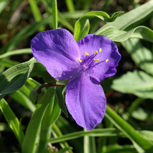 TRADESCANTIA 'Zwanenburg Blue' (Andersoniana Grp) TRADESCANTIA 'Zwanenburg Blue' (Andersoniana Grp)