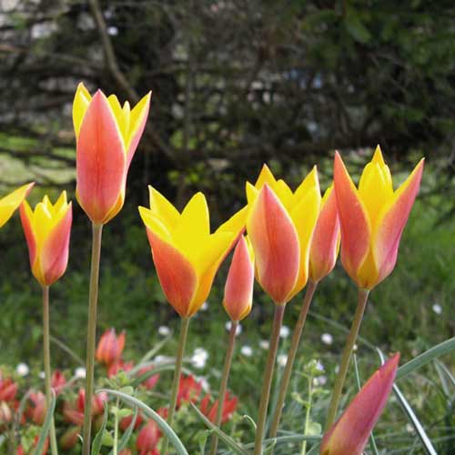 TULIPA clusiana var. chrysantha (lot de 5) TULIPA clusiana var. chrysantha (lot de 5)
