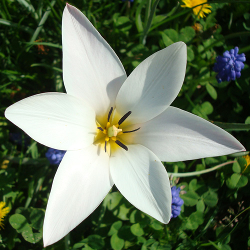 TULIPA clusiana 'Lady Jane' (lot de 5) TULIPA clusiana 'Lady Jane' (lot de 5)