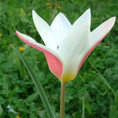 TULIPA clusiana 'Lady Jane' (lot de 5) TULIPA clusiana 'Lady Jane' (lot de 5)