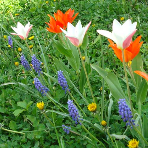 TULIPA clusiana 'Lady Jane' (lot de 5) TULIPA clusiana 'Lady Jane' (lot de 5)