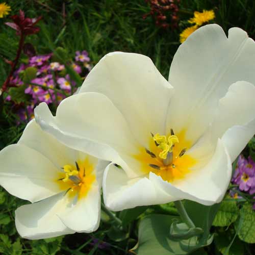 TULIPA 'Purissima' (lot de 5) TULIPA 'Purissima' (lot de 5)