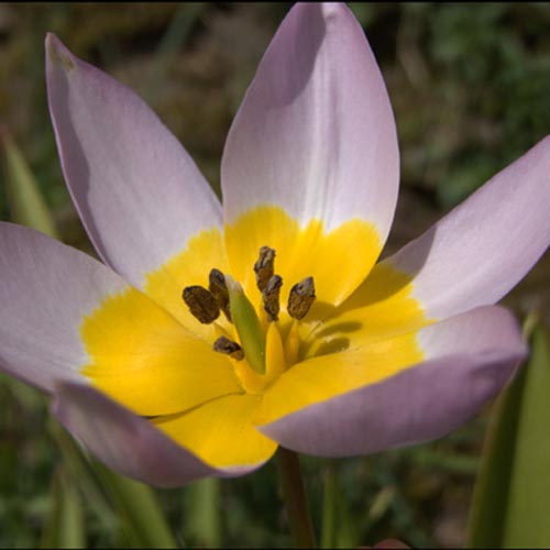 TULIPA saxatilis 'Lilac Wonder' (lot de 5)