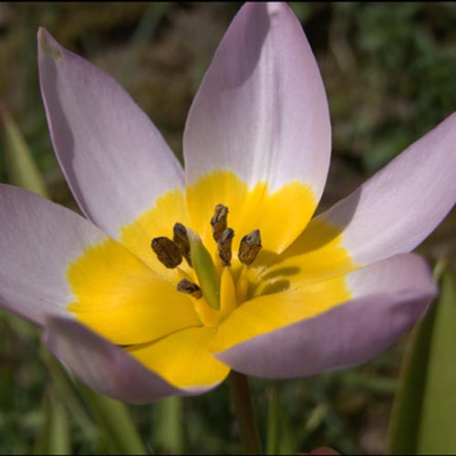 TULIPA saxatilis 'Lilac Wonder' (lot de 5) TULIPA saxatilis 'Lilac Wonder' (lot de 5)
