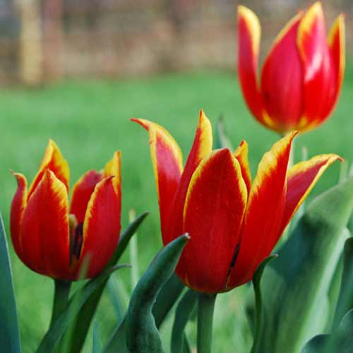 TULIPA schrenkii (lot de 5) TULIPA schrenkii (lot de 5)