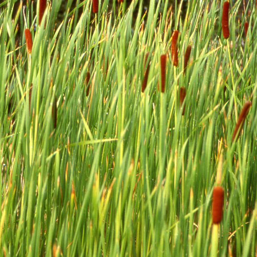 TYPHA angustifolia TYPHA angustifolia