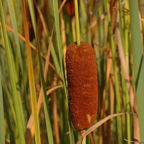 TYPHA laxmannii TYPHA laxmannii