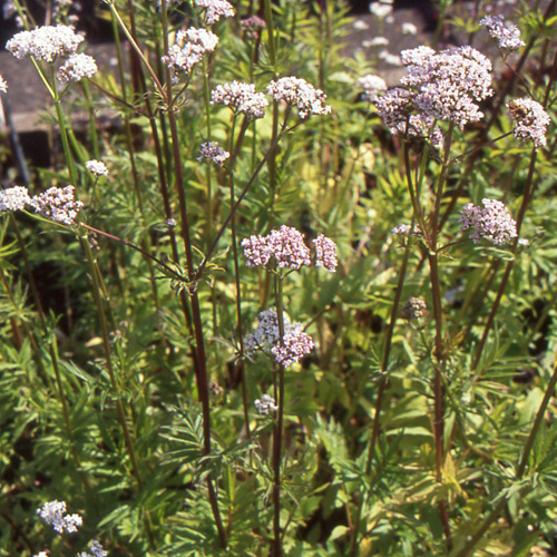 Valériane (Valeriana officinalis) propriétés et utilisations