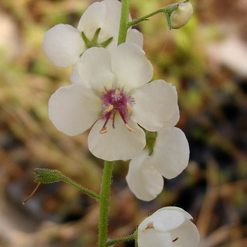 VERBASCUM chaixii 'Album' VERBASCUM chaixii 'Album'