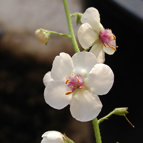 VERBASCUM chaixii 'Album' VERBASCUM chaixii 'Album'