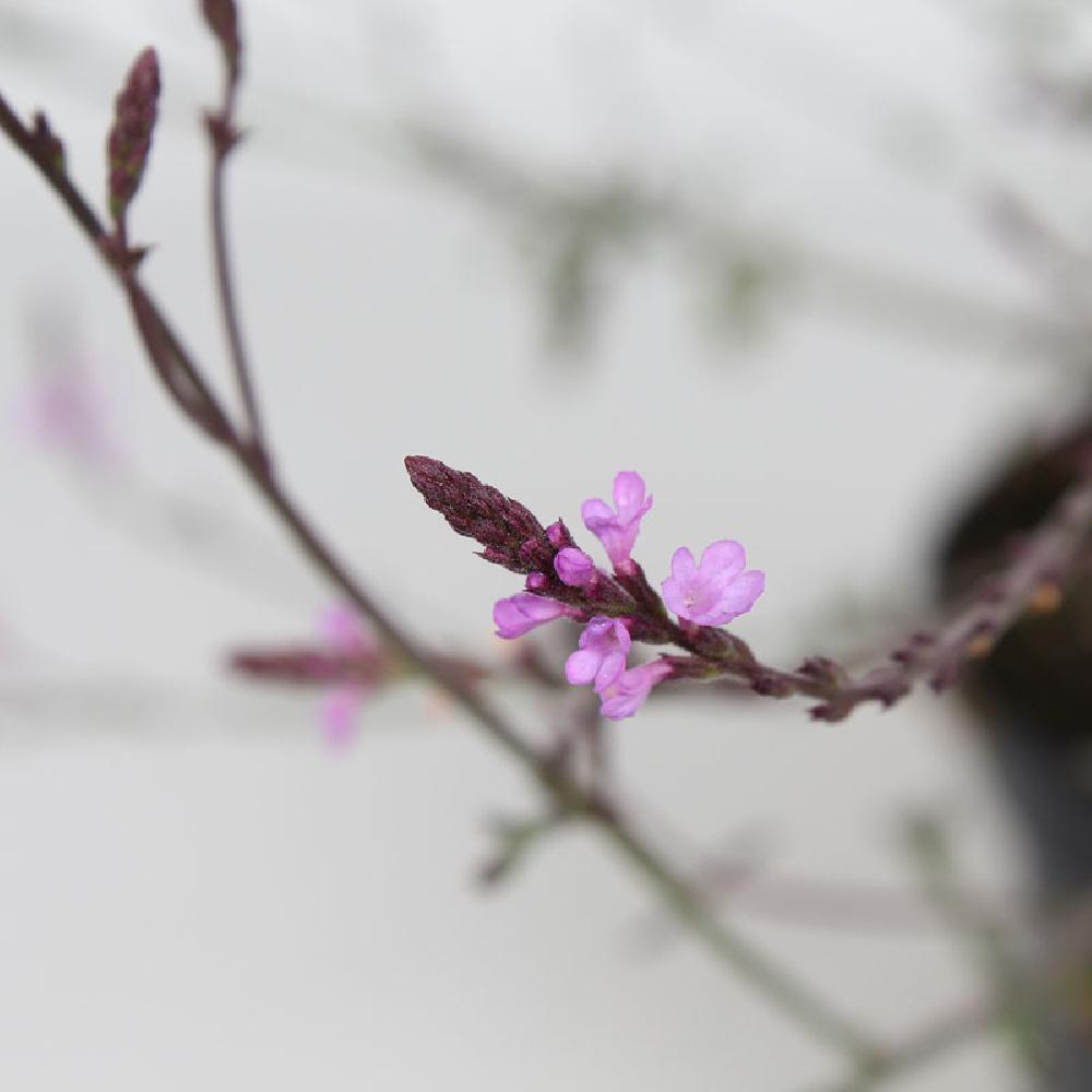 Verbena officinalis - Verveine officinale