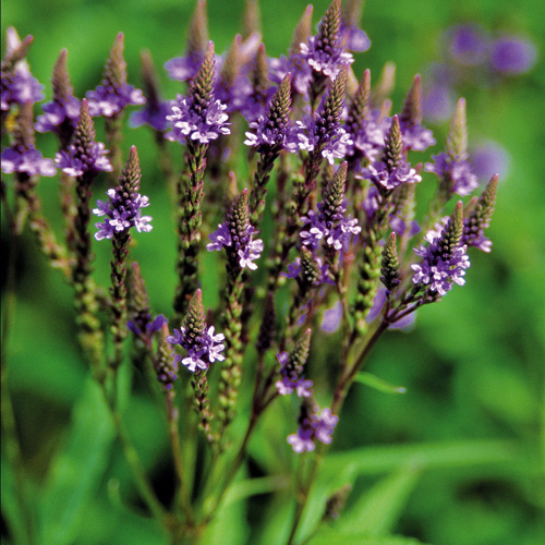 VERBENA hastata 'Blue Spires' VERBENA hastata 'Blue Spires'