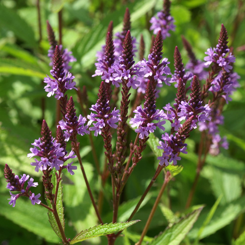 VERBENA hastata 'Blue Spires' VERBENA hastata 'Blue Spires'