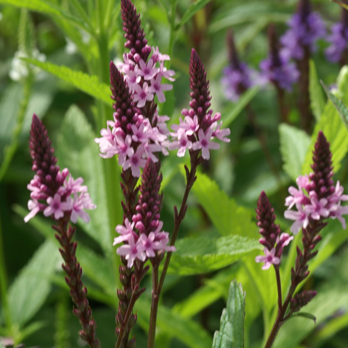 VERBENA hastata f. rosea 'Pink Spires' VERBENA hastata f. rosea 'Pink Spires'