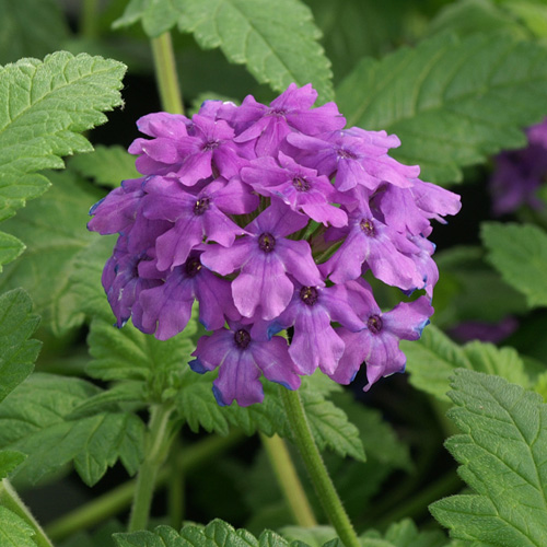 VERBENA 'Muriel' VERBENA 'Muriel'