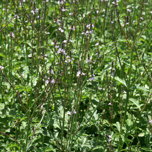 VERBENA officinalis VERBENA officinalis