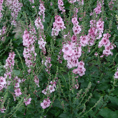 VERBASCUM 'Pink Domino' VERBASCUM 'Pink Domino'