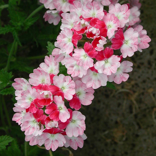 VERBENA 'Pink Parfait' VERBENA 'Pink Parfait'