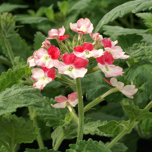 VERBENA 'Pink Parfait' VERBENA 'Pink Parfait'