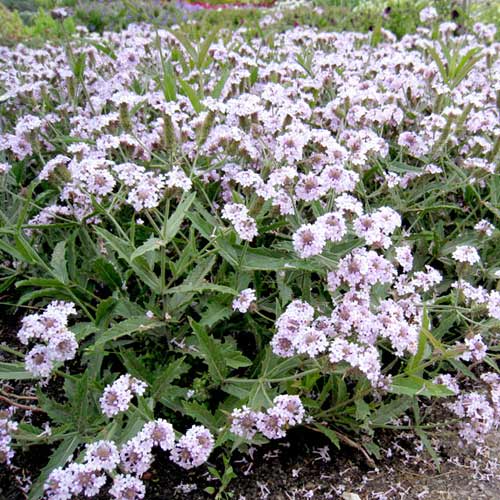 VERBENA rigida 'Polaris' VERBENA rigida 'Polaris'