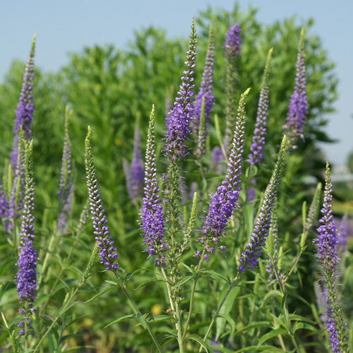 VERONICA longifolia 'Blauriesin' VERONICA longifolia 'Blauriesin'