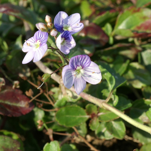 VERONICA petraea 'Madame Mercier' VERONICA petraea 'Madame Mercier'